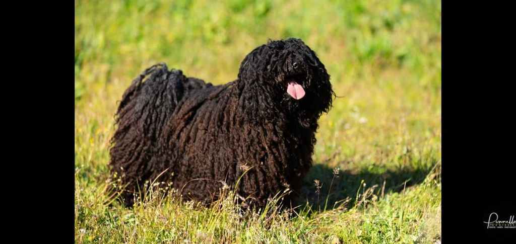 Puszta Natty Dreadlocks