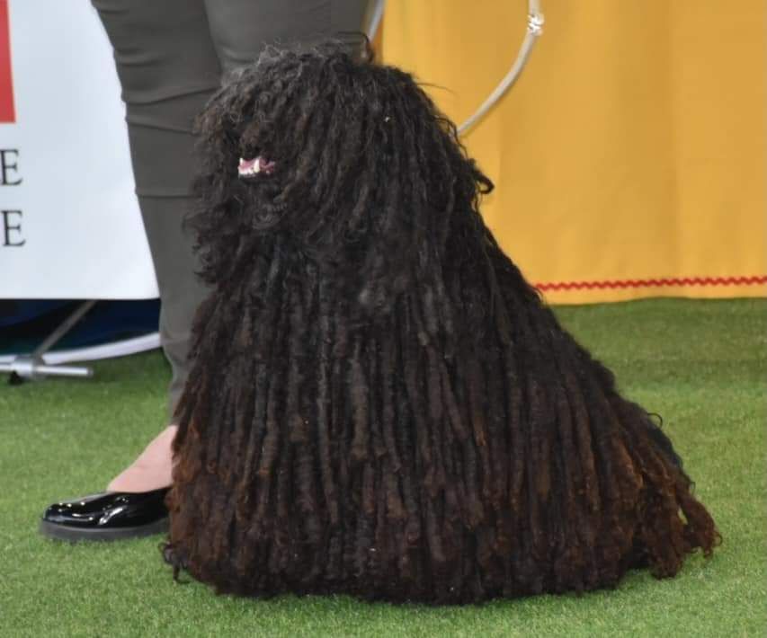 Puszta Natty Dreadlocks