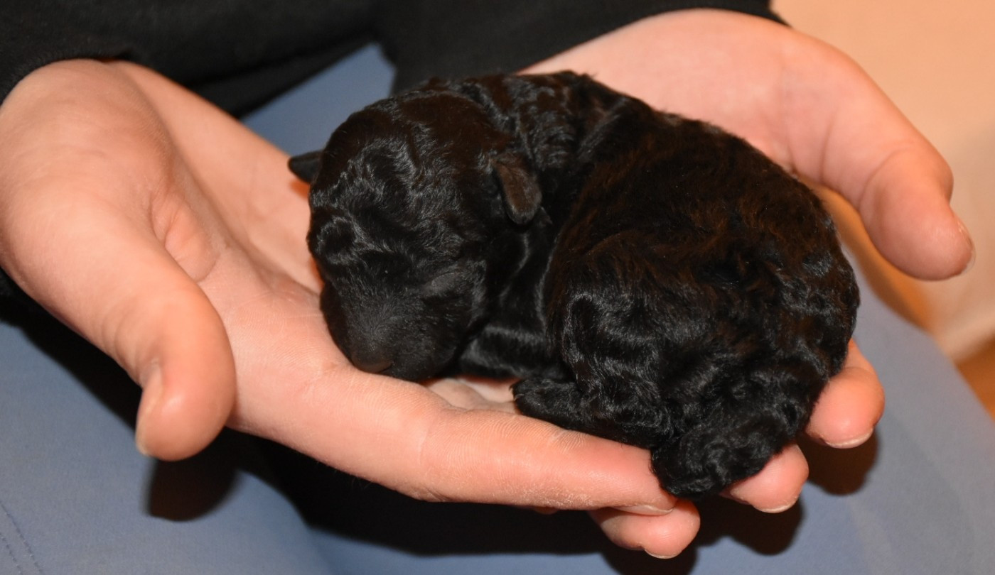 Natty Dreadlocks - Chiots disponibles - Puli