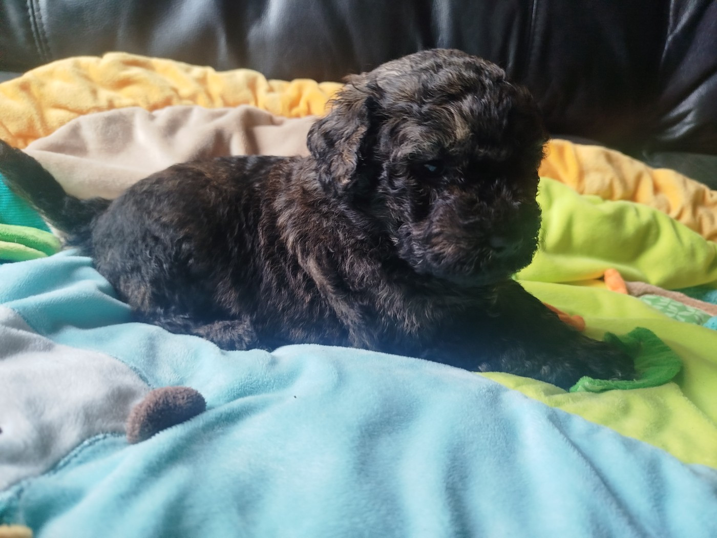 Natty Dreadlocks - Chiots disponibles - Puli