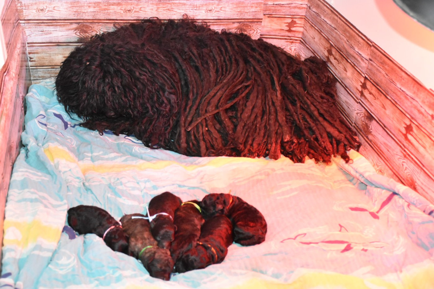 Puppy Puli Natty Dreadlocks