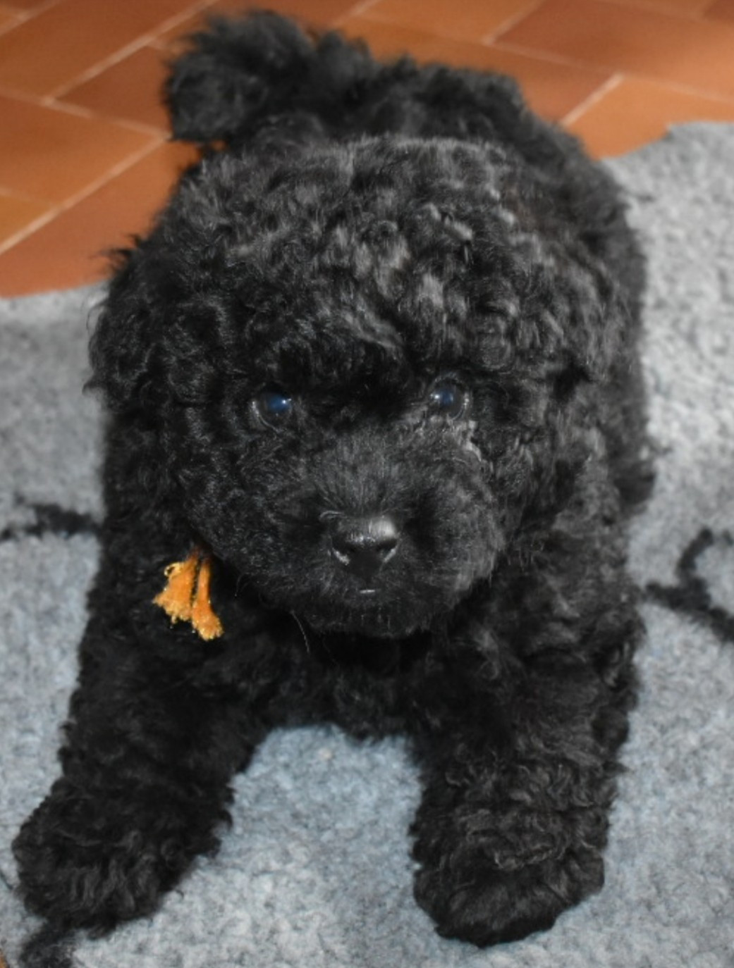 Natty Dreadlocks - Chiots disponibles - Puli