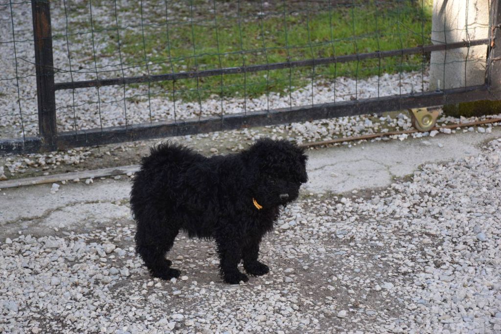 Natty Dreadlocks - Chiots disponibles - Puli