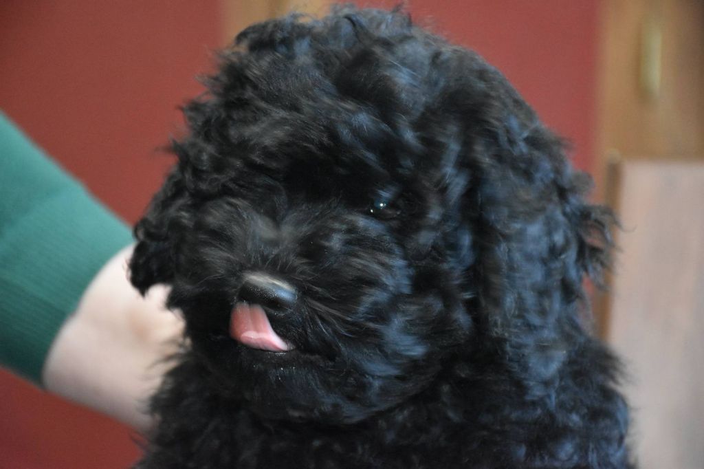 Natty Dreadlocks - Chiots disponibles - Puli